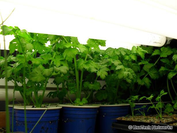 Ventura Celery Plants