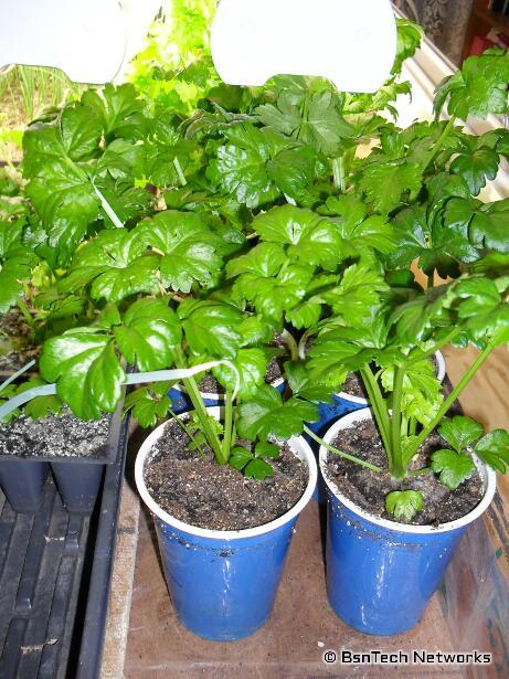Ventura Celery Plants