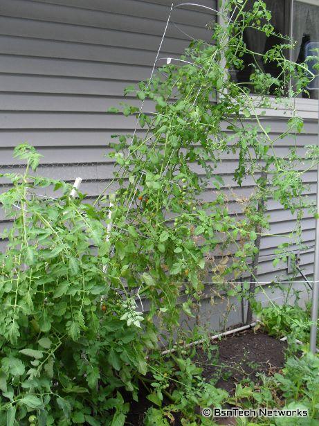 Red Cherry Tomato Plant