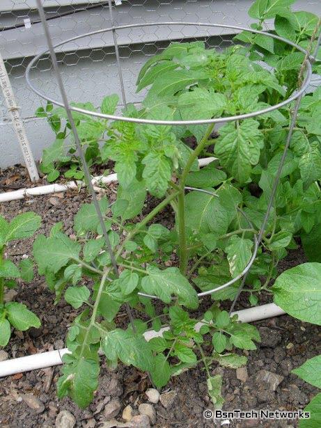 Red Cherry Tomato Plant