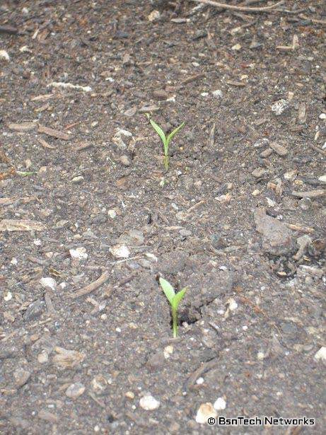 Cilantro Seedlings