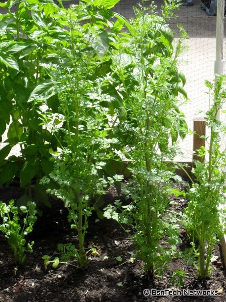 Bolting Cilantro