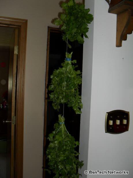 Tied Cilantro