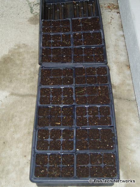 Planted Corn