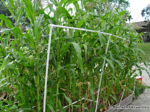 Silver Queen Corn