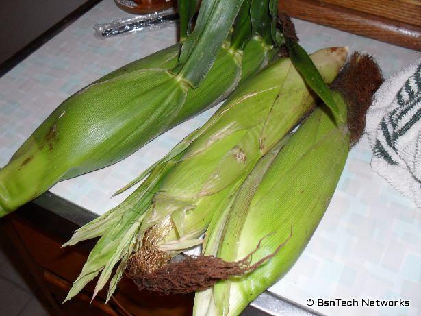 Silver Queen Corn