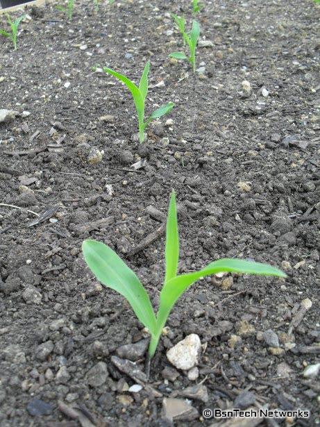 Sugar Dots Corn Seedlings