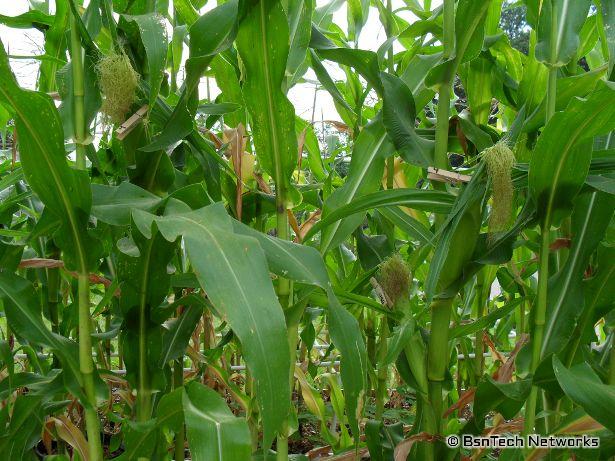 Silver Queen Corn