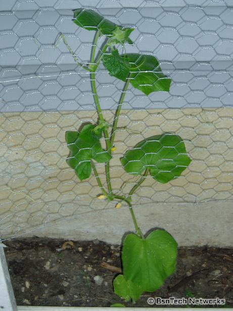 Cucumber