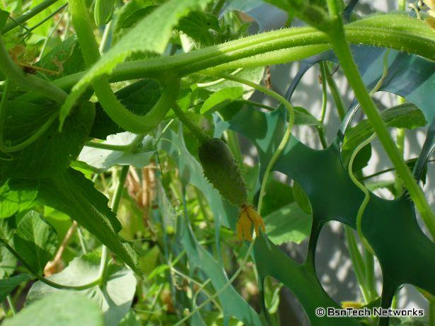 Burpee Pickler Cucumber