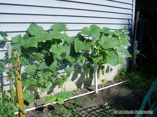 Cucumbers