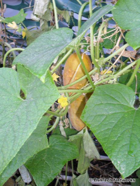 Yellow Cucumber