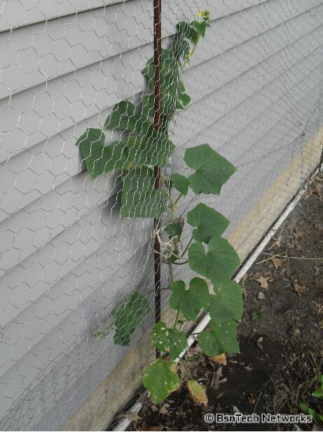 Straight Eight Cucumber Plant