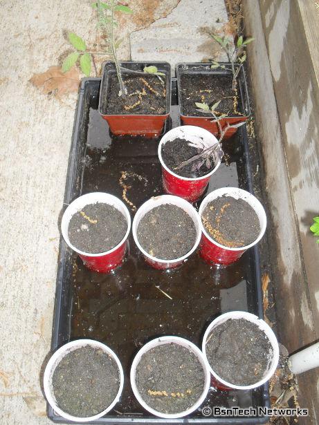 Cucumbers & Eggplant Seed