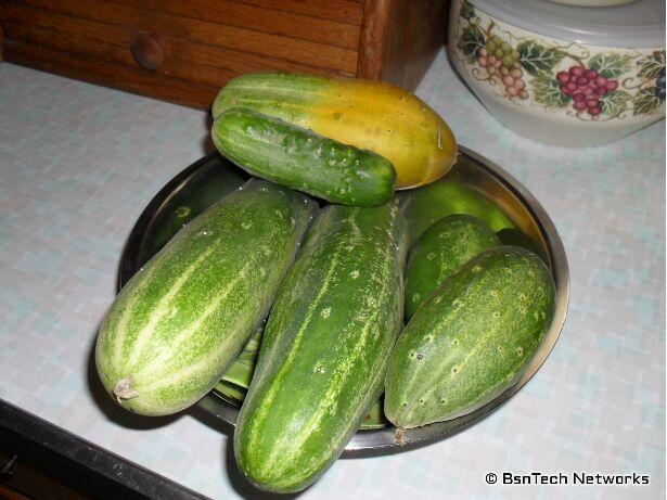 Cucumbers