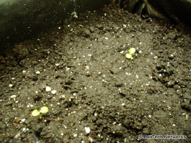 Growing Lettuce Under Lights