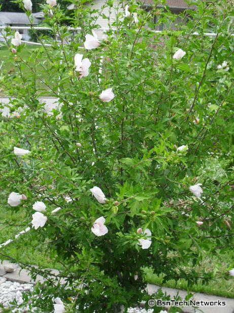 Rose of Sharon Tree