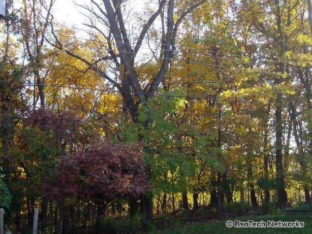 Forrest Leaves
