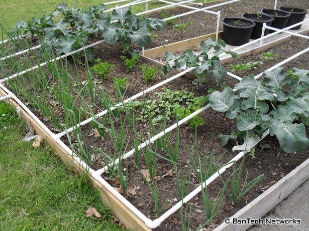 Front Yard Garden