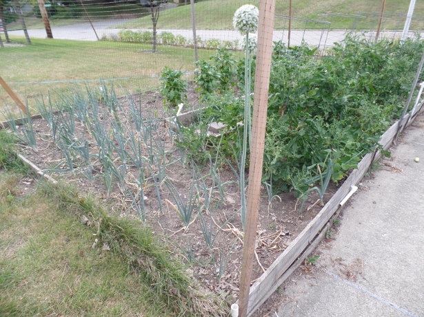 Front Garden