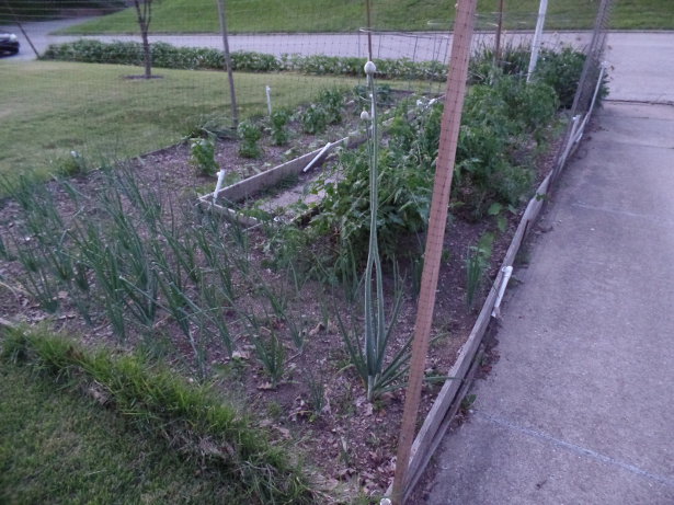 Front Garden