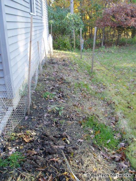 Back Garden