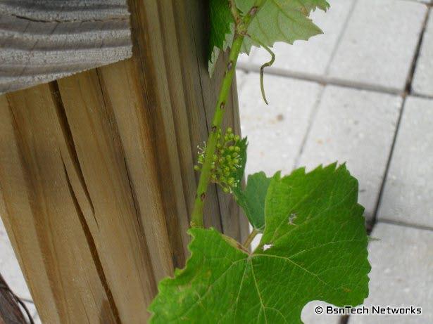 Forming Grape Bunch