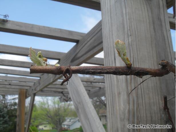 Grapevine