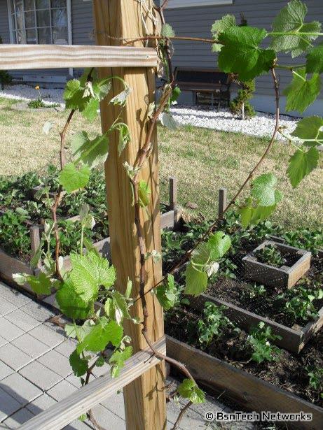 Grape Vines