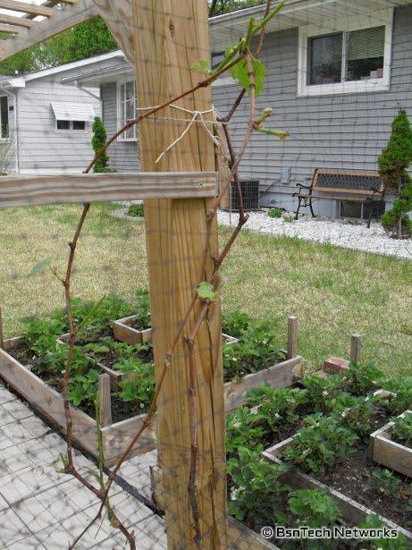 Grape Vine Deer Damage