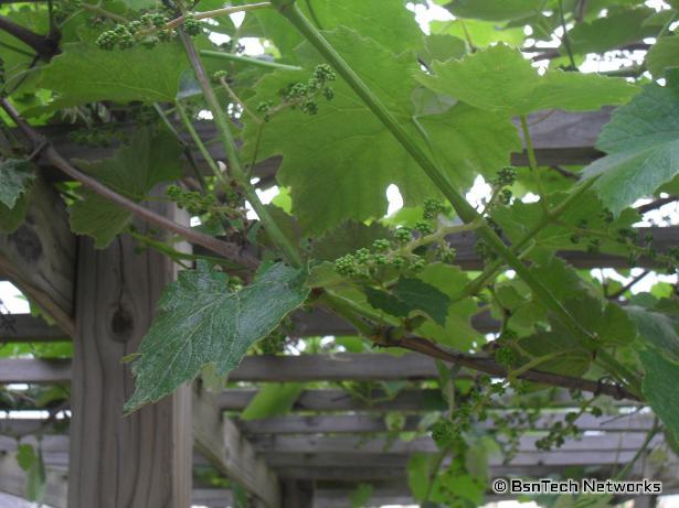 Grape Clusters