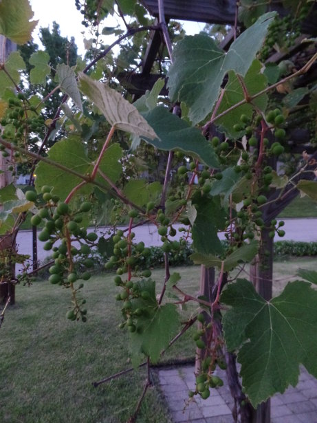 Grape Bunches