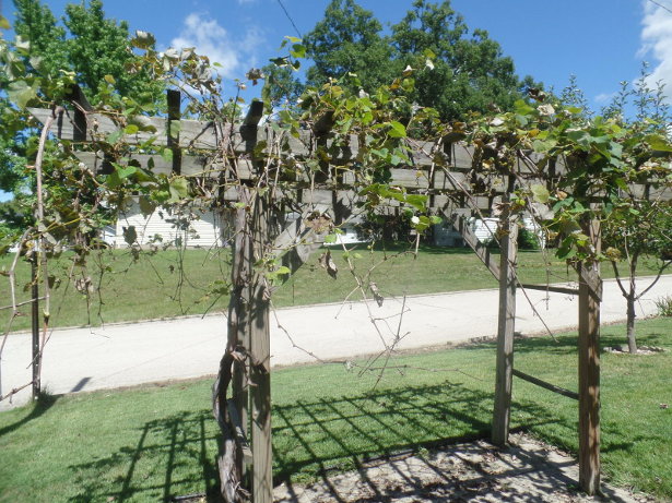 Grape Arbor