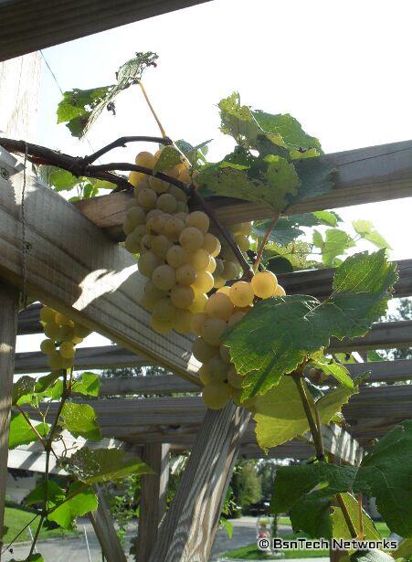 Flame Bunch Grape Vine