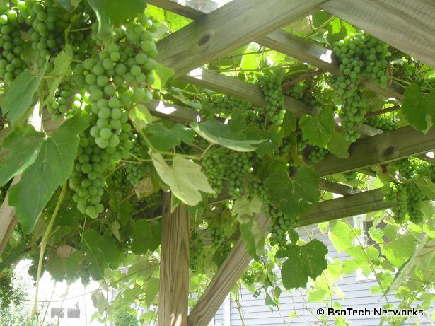 Grape Arbor