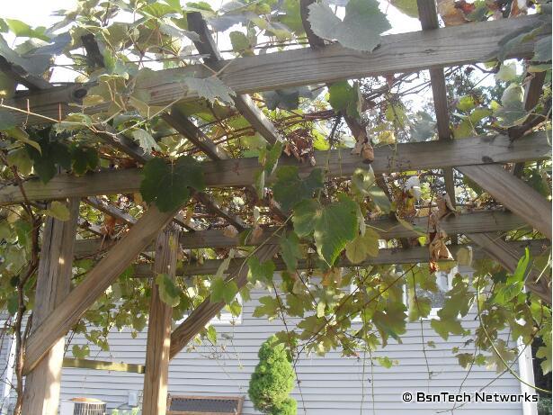 Grape Arbor