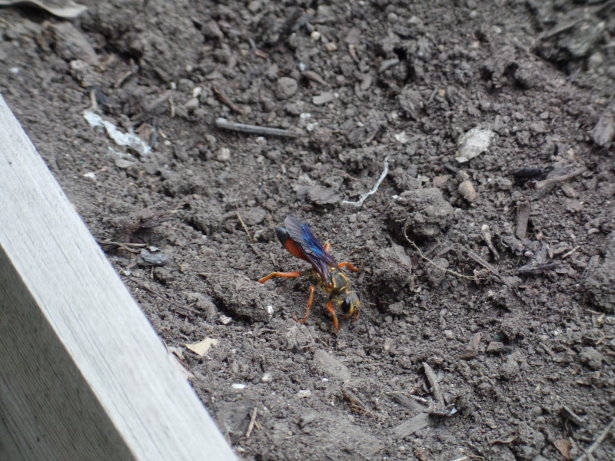 Great Golden Digger Wasp