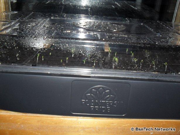 Testing Seed Viability