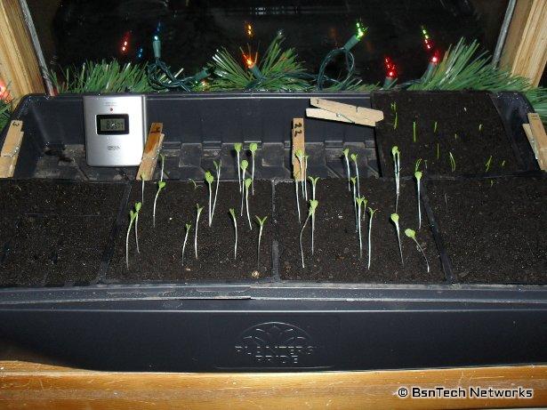 Greenhouse