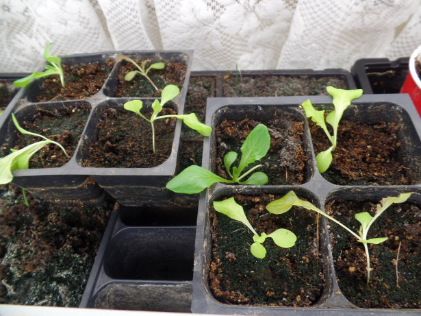 Lettuce Seedlings