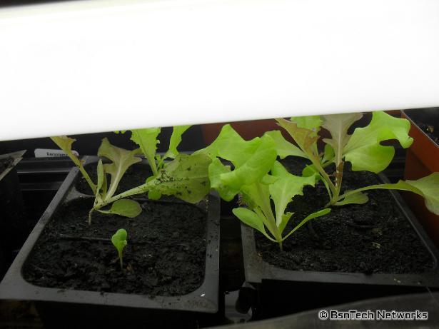 Lettuce Seedlings