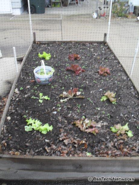 Lettuce Plants