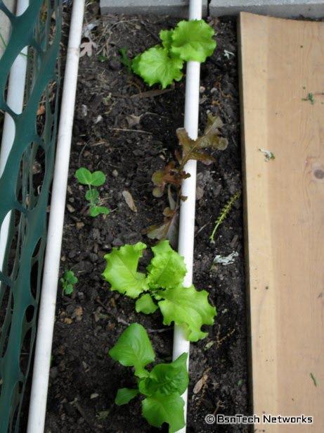 Lettuce Plants