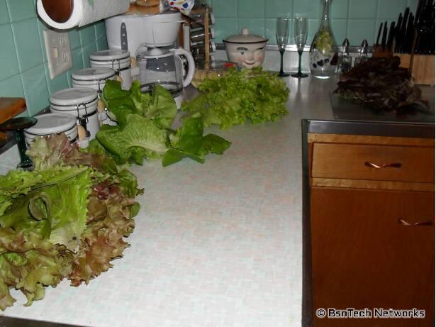 Assorted Lettuce
