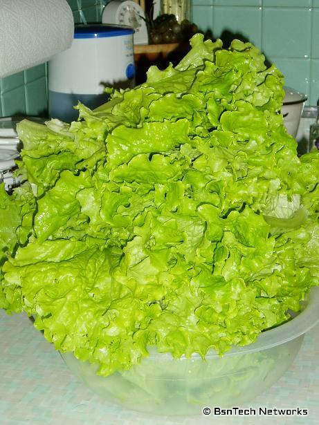 2 Pounds, 6.75 Ounces of Simson Elite Lettuce