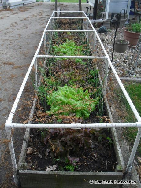 Lettuce Plants