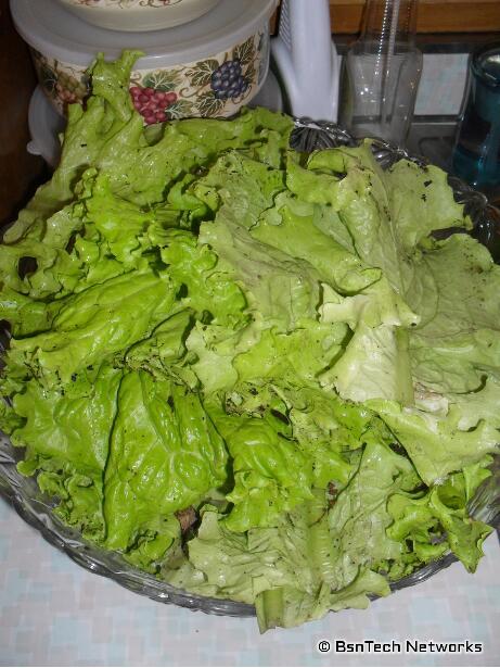 Lettuce Harvest