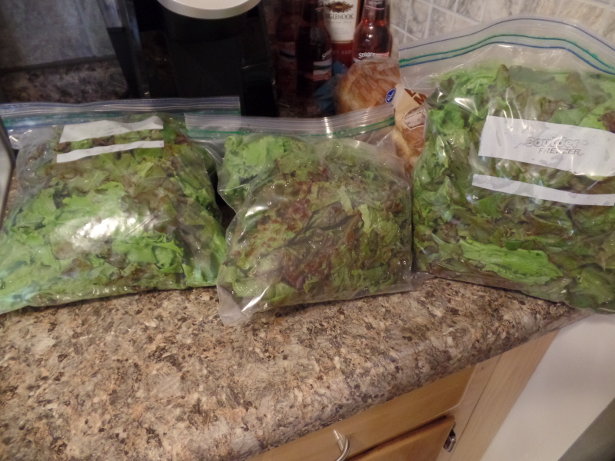Mixed Lettuce