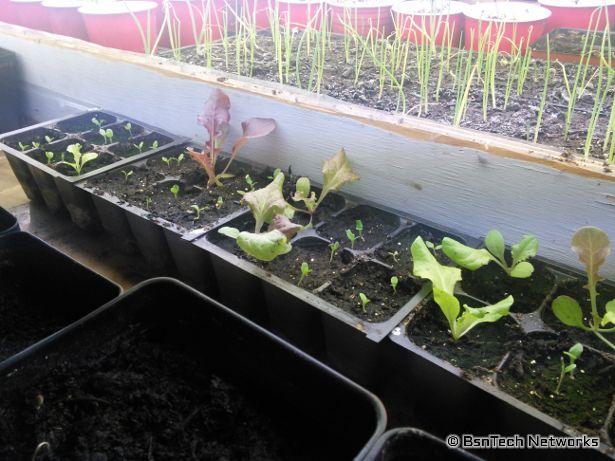 Lettuce Seedlings