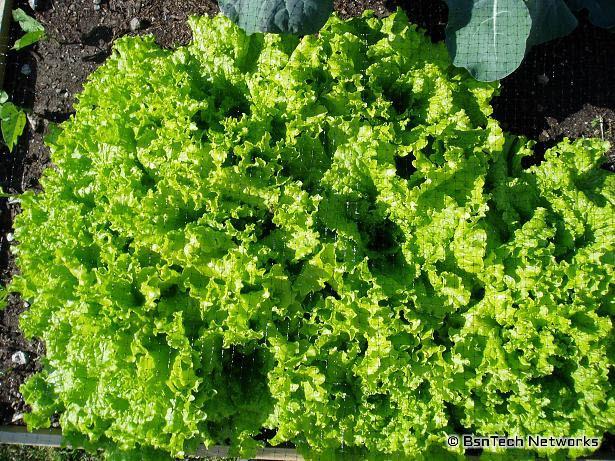 Lettuce Garden - May 21 2009